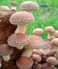 栽培の概要、菌床から生える椎茸